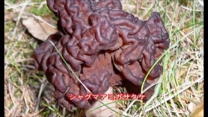 【閲覧注意】食べたらヤバイ！恐怖の毒キノコ