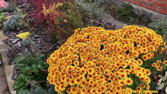 Оставила в саду САМЫЕ КРАСИВЫЕ и ДЕКОРАТИВНЫЕ растения и цветы#ландшафтныйдизайндачи#красиваядача