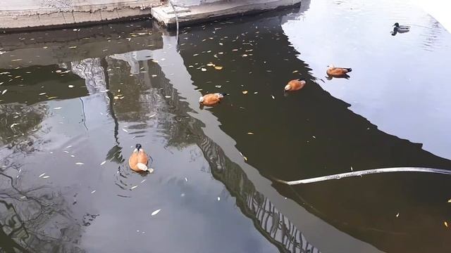 Огари в парке Горького, Москва смотреть онлайн