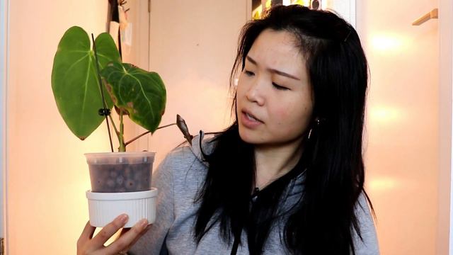 November Monthly Plant Faves | Anthuriums, Philos and Hoyas! смотреть онлайн