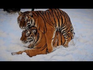 Тигры так радовались снегу, что поранились)Что же произошло?)