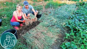 🧅 Когда убирать лук-севок с грядки на хранение 🌱 Уборка урожая лука по технологии Гордеевых