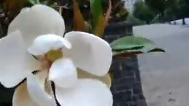 53 Огромные цветы на дереве смотреть онлайн