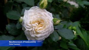 БЕЛЫЕ РОЗЫ. ЗДОРОВЫЕ, НАДЁЖНЫЕ, ОБИЛЬНОЦВЕТУЩИЕ СОРТА. WHITE ROSES. HEALTHY, FLOWERING VARIETIES.