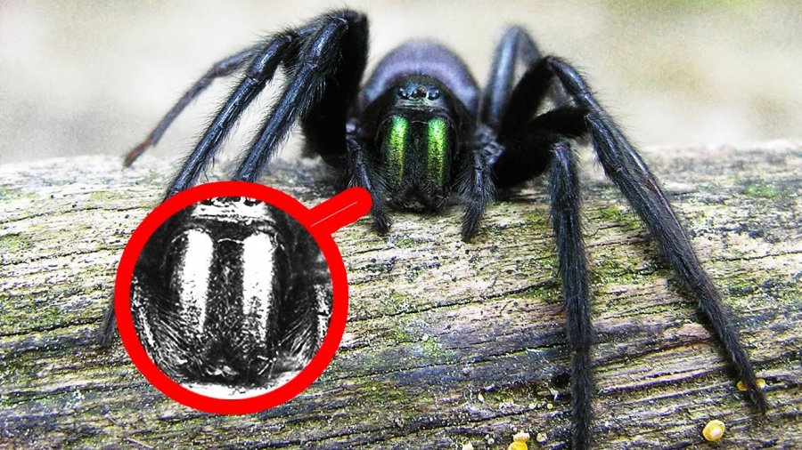 членистоногие пауки. паук скакун ядовитый. паук-павлин (maratus volans). птицеед голиаф. стеатода черная паук.