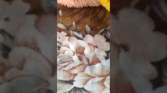 Кошка нагло спит в хозяйской кровати