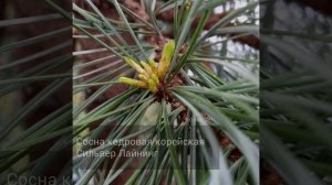 Сорт сосны кедровой корейской со светлыми приростами.