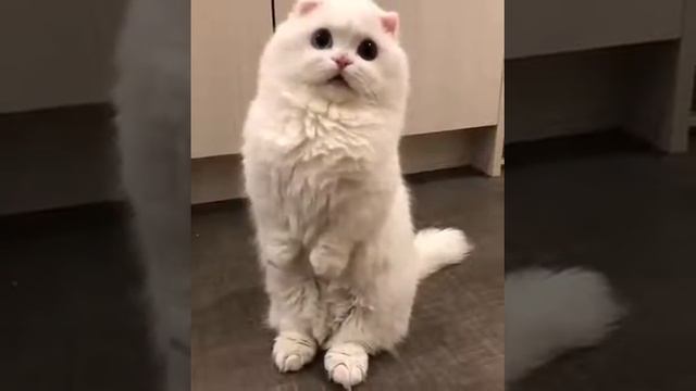 Котик стоит на задних лапках | the cat is on its paws смотреть онлайн