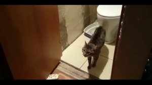 Кот не пускает в туалет!