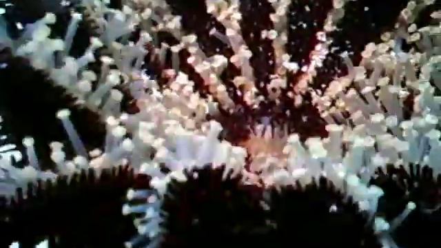 Морская звезда. Терновый венец. Мальдивы. смотреть онлайн