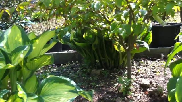 Hostas Whirlwind, Niagra Falls, and Twist of Lime.MOV смотреть онлайн