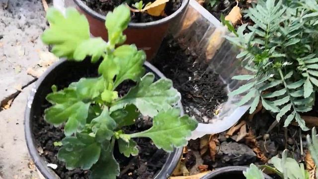 Хризантема перевалка и при шипкa смотреть онлайн