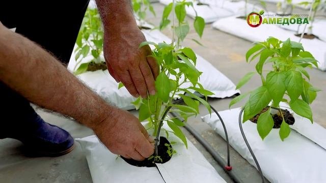 ВЫРАЩИВАНИЕ ПЕРЦА В ТЕПЛИЦЕ. Учитывайте это при выращивании!