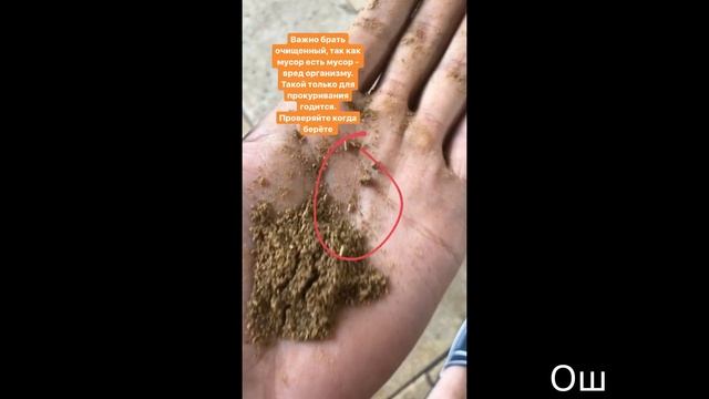 КЫСТ АЛЬ ХИНДИ | ОТЛИЧИЯ ОЧИЩЕННОГО И НЕОЧИЩЕННОГО смотреть онлайн