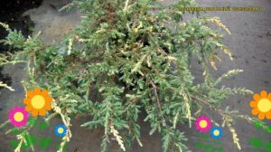 Можжевельник обыкновенный Спотти Спридер. Краткий обзор, описание juniperus communis Spotty Spreade