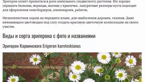 Мелколепестник эригерон фото Посадка и уход в открытом грунте Выращивание из семян