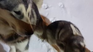 Хаски и Маламут на вечерней прогулке, очень красиво/ Husky and malamute are on a walk, very beutifu