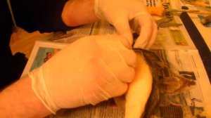 Изготовление чучела окуня своими руками ч 3