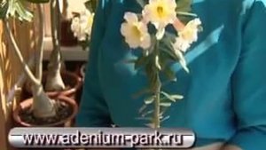 Адениум: выращиваем адениум дома. Адениум из семян. Уход за растением. Передача на  TV  2012год