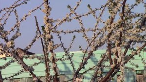 Полив плодовых деревьев и кустарников.  Весна.