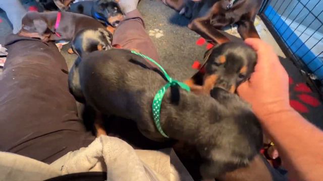 Doberman puppies 30 days old смотреть онлайн
