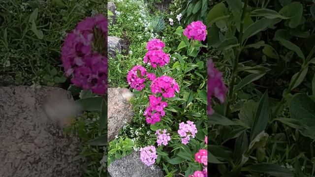 Бабочка бражник похожа на колибри