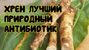 ХРЕН ЛУЧШИЙ ПРИРОДНЫЙ АНТИБИОТИК