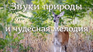 Волшебная мелодия и пение птиц благотворно влияют на организм, наполняют положительными эмоциями