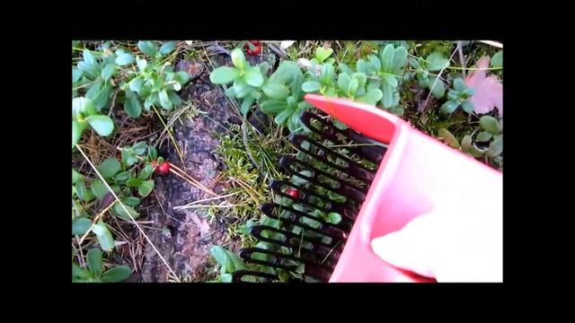 Finland Berries Комбайн для сбора ягод финский Базовый смотреть онлайн
