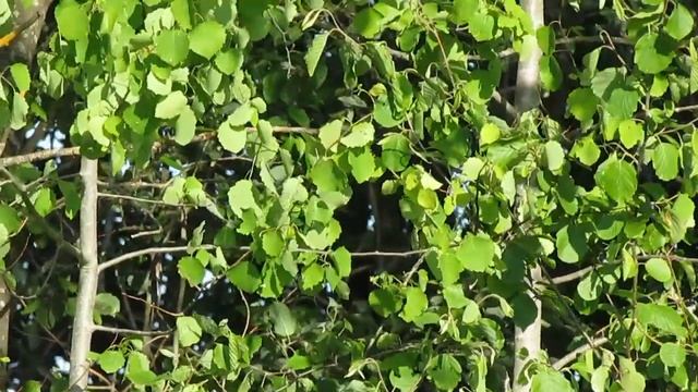 canon sx 500 is x30 zoom увеличение смотреть онлайн