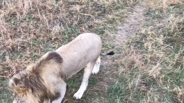 Теперь на кормлении средний прайд верховодит. Тайган Now the middle pride dominates . Taigan смотреть онлайн