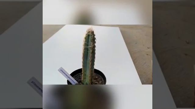 Pilosocereus Glaucochrous - CactosPG смотреть онлайн