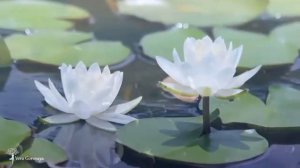 мантра наполнения жизненной силой.mp4