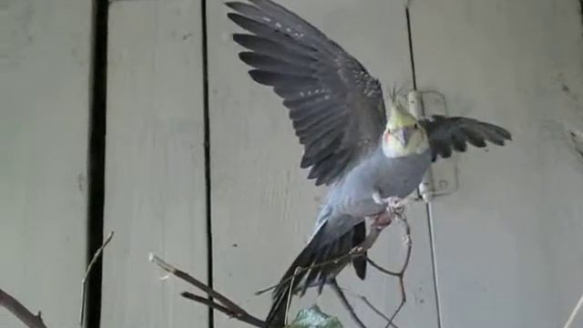 Гимнастика для попугая