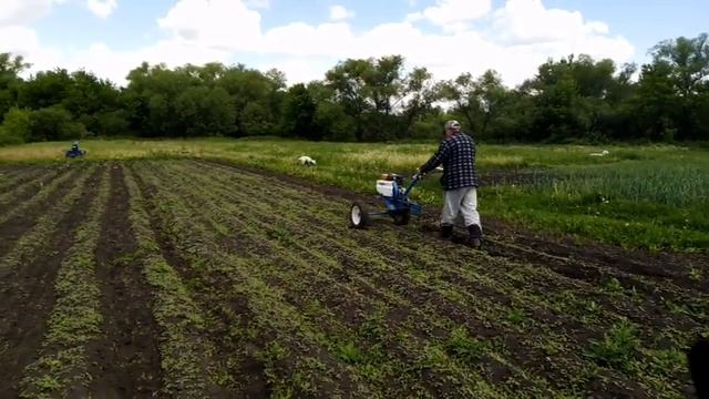 Мотоблок Нева МБ 2 Междурядная обработка картошки смотреть онлайн
