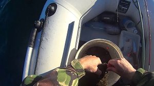ловля на яйца в Чёрном море.