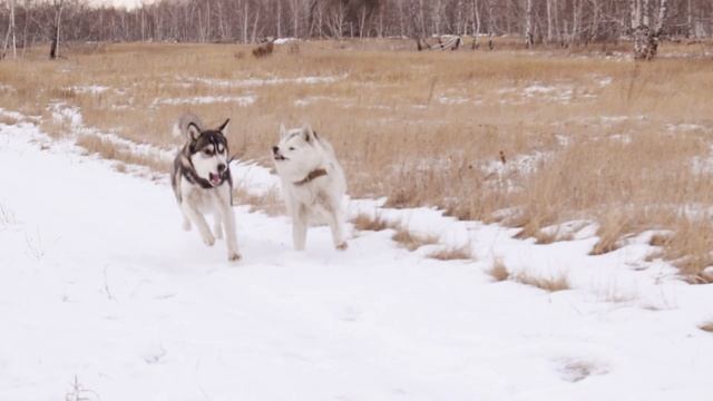 Прогулка с Хаски (HUSKY WALK)