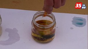 Как определить кислотность почвы