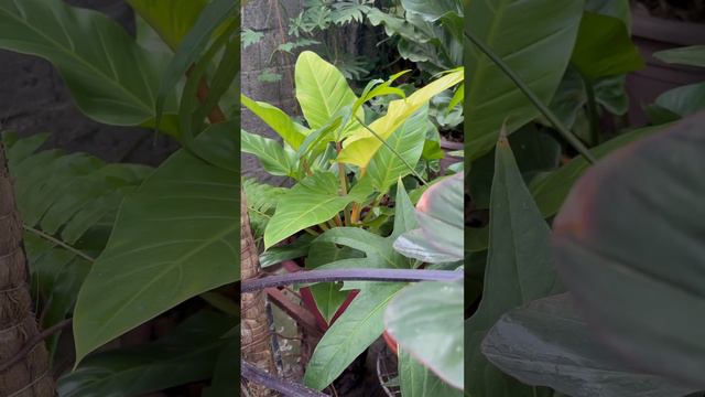 Philodendron Golden Melinonii & Variegated anthurium foliage. #houseplants  #anthurium #philodendro