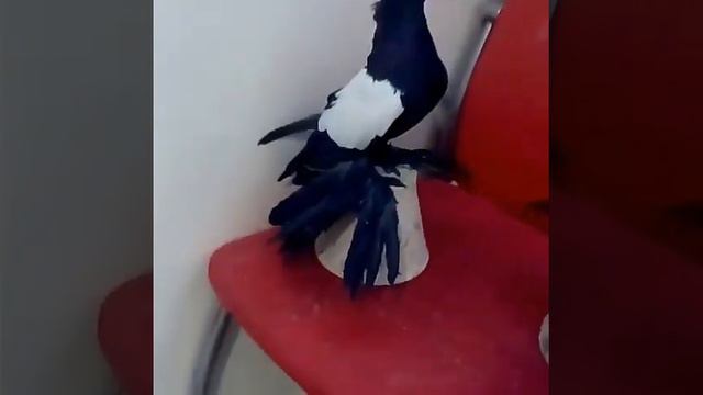 Иранские косматые голуби. смотреть онлайн