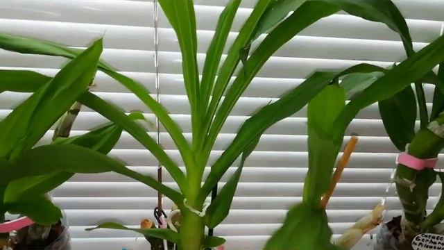 Орхо эстафета.Три дорогих для меня орхидеи. смотреть онлайн