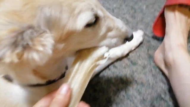 Правильные Игрушки для щенка. Особенно для щенка русской псовой борзой.