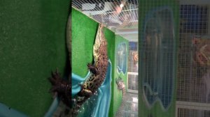 Крокодил Валера