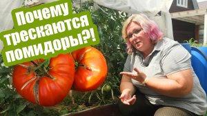 Трескаются помидоры?! 5 способов это исправить!