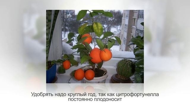 КАЛАМОНДИН или ЦИТРОФОРТУНЕЛЛА. Цитрусовые, уход в домашних условиях