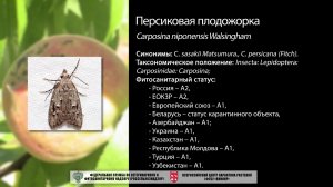 Персиковая плодожорка (Carposina niponensis Walsingham)