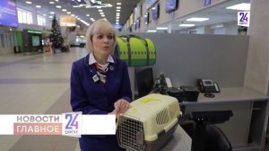 Какие правила перевозки животных существуют и на что обратить внимание перед поездкой?