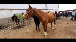 НАРХИ АСП БОЗОРИ ДУШАНБЕ ЛЕНИНСКИЙ РАЙОН | ЦЕНА ЛОШАДИ В ДУШАНБЕ ЛЕНИНСКИЙ РАЙОН