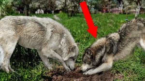 ВОЛКИ РАЗРЫВАЛИ лапами землю, ведь счет шел на минуты! Но потом...