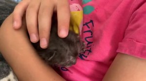 Спасение бездомного новорожденного котенка | Kitten Dima